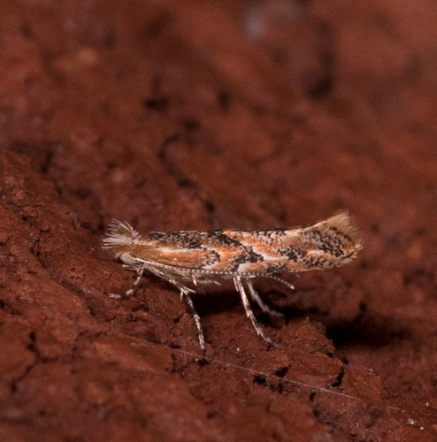 Phyllonorycter celtifoliella