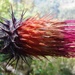 Cirsium anartiolepis - Photo (c) kenia_v, all rights reserved, uploaded by kenia_v