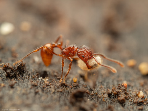 短刺棱胸切叶蚁Pristomyrmex brevispinosus