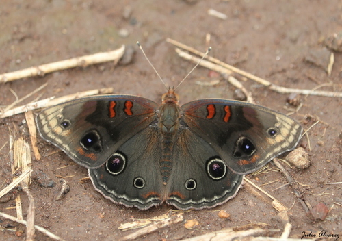 Dark Buckeye