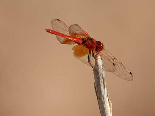 Orange-winged Dropwing