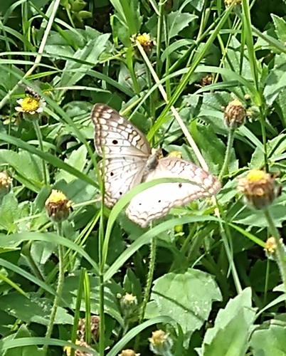White Peacock