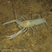 Southern Cave Crayfish - Photo (c) Matthew L. Niemiller, all rights reserved, uploaded by Matthew L. Niemiller