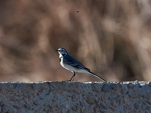 White Wagtail
