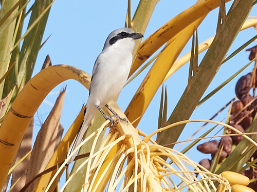 Great Gray Shrike
