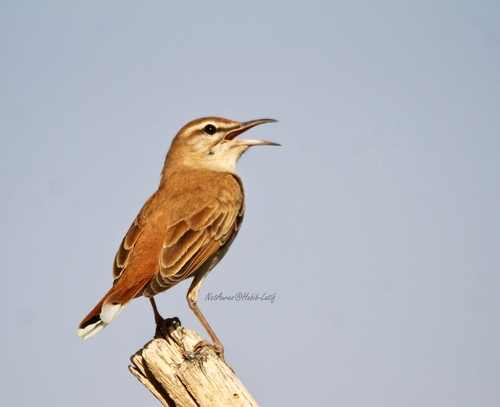 Rufous-tailed Scrub-Robin