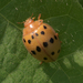 Mexican Bean Beetle - Photo (c) Mark Etheridge, all rights reserved