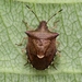 Carbula abbreviata - Photo (c) WonGun Kim, todos los derechos reservados, subido por WonGun Kim