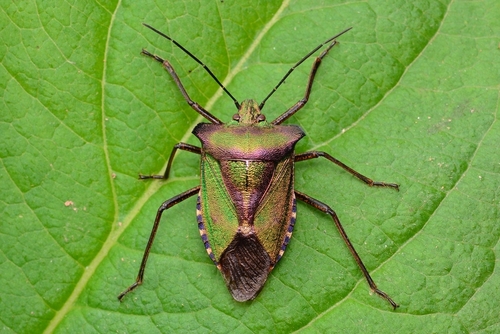 Pentatoma metallifera · iNaturalist