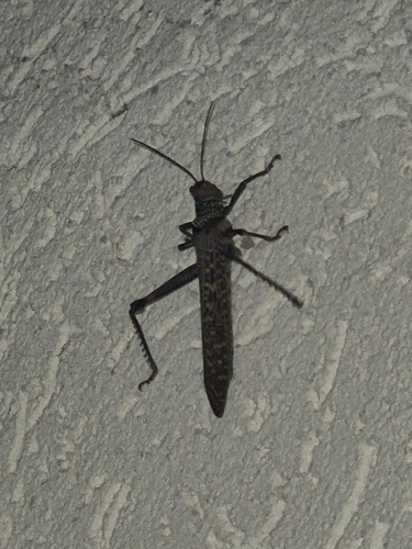 giant red-winged grasshopper