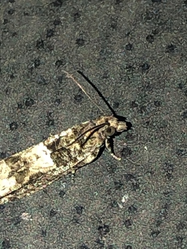 Cotton Tipworm Moth