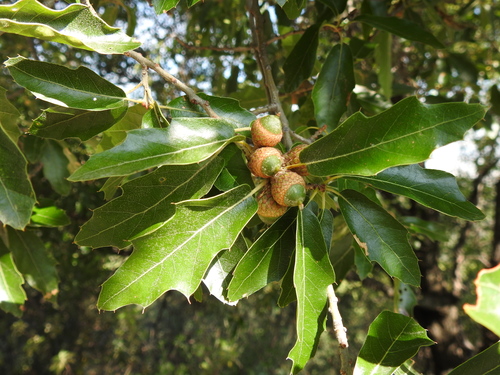 Quercus saltillensis