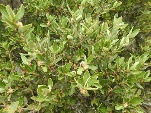 Quercus pringlei