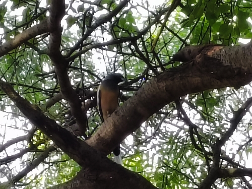 Rufous Treepie