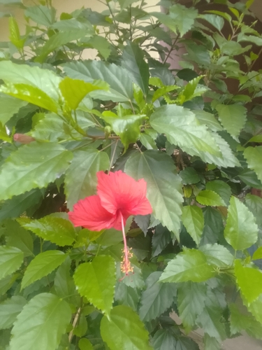 Red Hibiscus