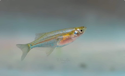 Chela cachius