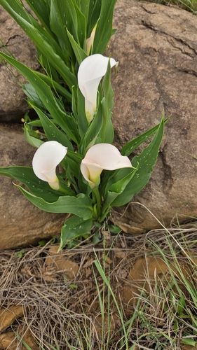 Zantedeschia rehmannii