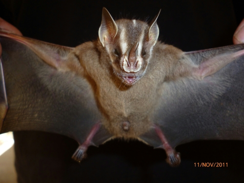 Heller's Broad-nosed Bat