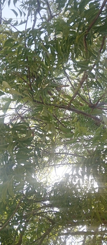 Neem