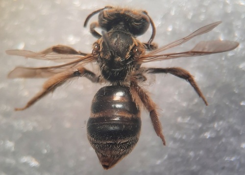 Andrena alluaudi