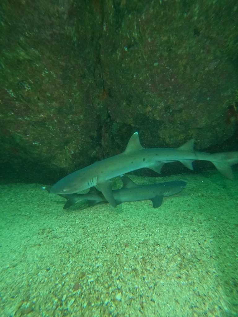 Whitetip Reef Shark