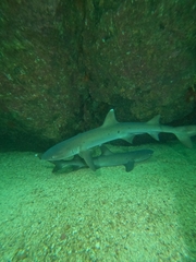 Whitetip Reef Shark