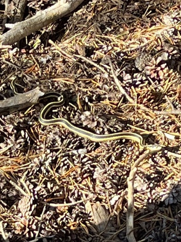 iNaturalist observation photo of Mountain Garter Snake
