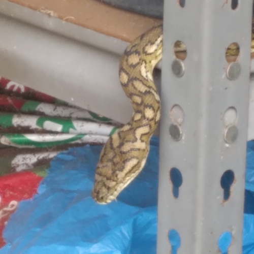 Coastal Carpet Python sighting