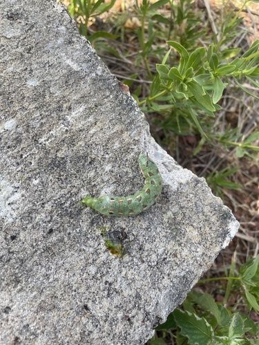 Small Verdant Hawkmoth