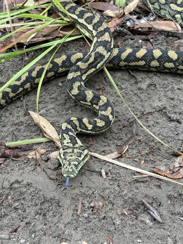 Coastal Carpet Python sighting