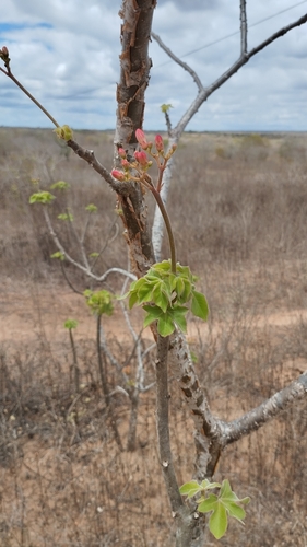 Jatropha mollissima