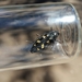 Buprestis laeviventris - Photo (c) Jherime L. Kellermann, all rights reserved, uploaded by Jherime L. Kellermann