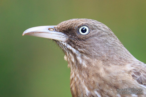 Pearly-eyed Thrasher
