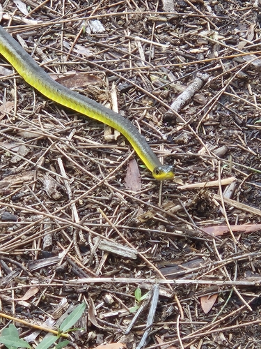 Common Tree Snake sighting