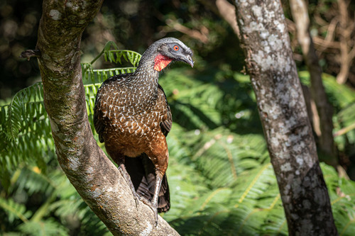 Dusky-legged Guan