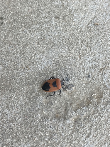 Coridius ianus