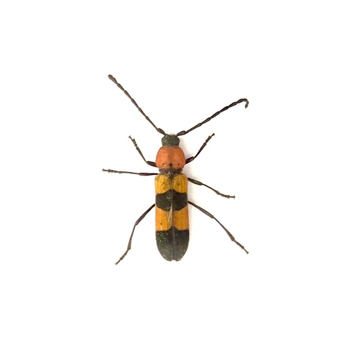 Purpuricenus medici