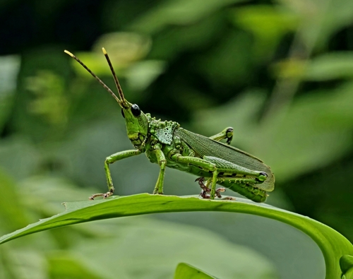 Subgenus Taphronota · iNaturalist