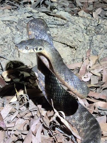 Brown Tree Snake sighting