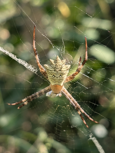Argiope flavipalpis (Lucas, 1858)