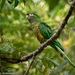 Golden-plumed Parakeet - Photo (c) wingnut, all rights reserved, uploaded by wingnut