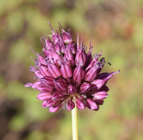 Round-headed Leek