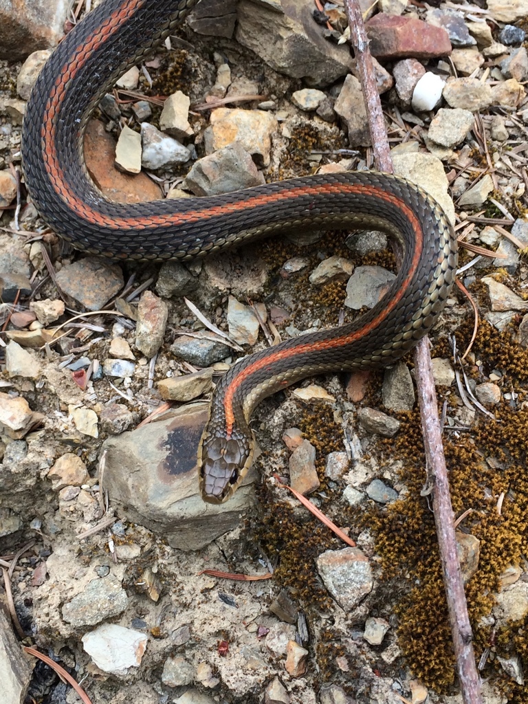 Northwestern Garter Snake from Del Norte Redwoods State Park, Del Norte