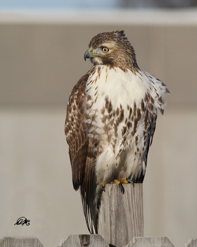 Red-tailed Hawk — photo 1