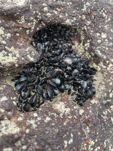 Brachidontes niger
