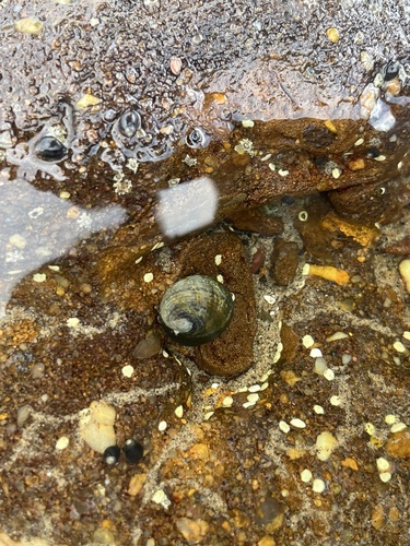 Nerita senegalensis