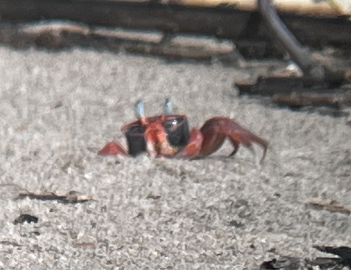 African Ghost Crab