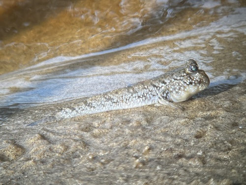 Atlantic Mudskipper