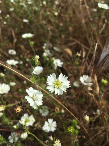 Hemizonia congesta ssp. tracyi