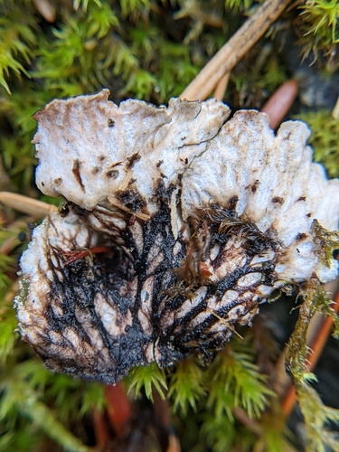 tree pelt lichen